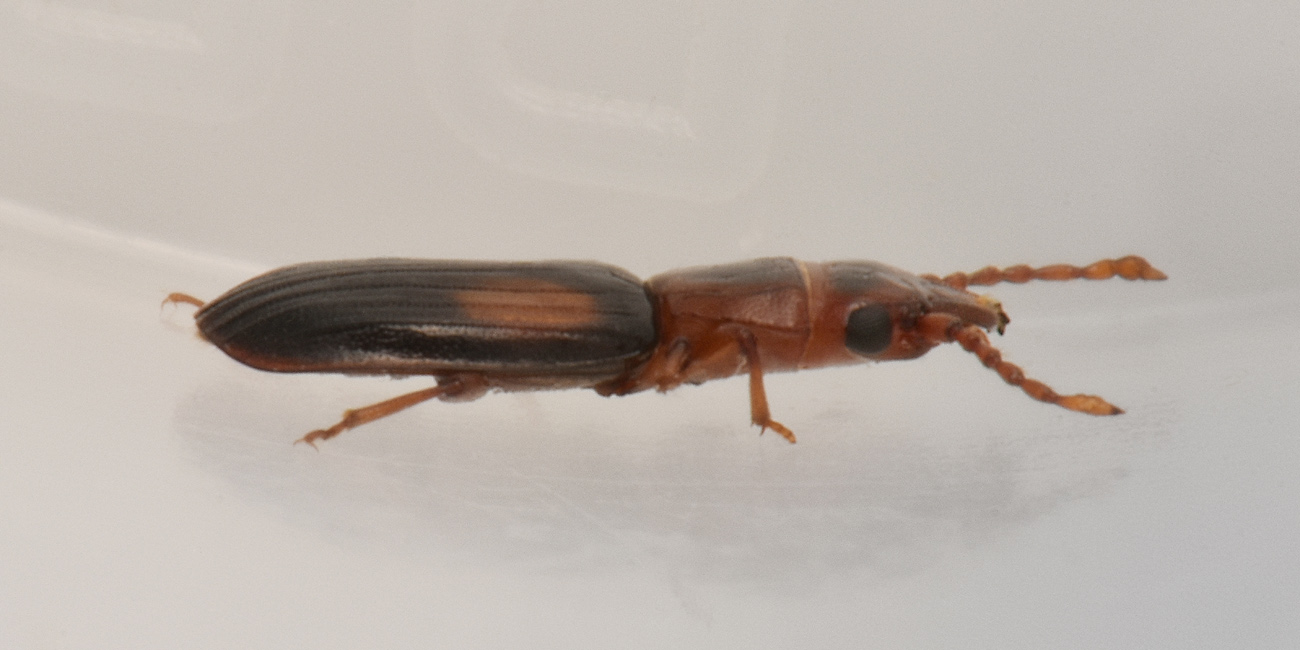 Laemophloeidae: Laemophloeus monilis